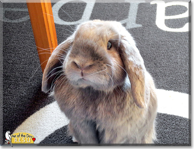 Elina, Resu, the Pet of the Day Elina, Resu, the Pet of the Day