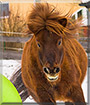 Max the Pony