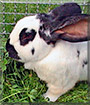Felix the Rabbit