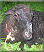 Bei Bei the Dwarf sheep