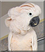 Louie Louie the Moluccan Cockatoo
