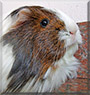 Bella the Silkie Guinea Pig