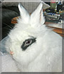 MnM the Lionhead, Dwarf Rabbit