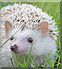 Nova the African Pygmy Hedgehog