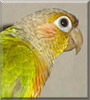 Tookie the Green Cheeked Parakeet
