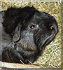 Mops the Guinea Pig