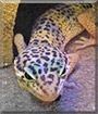 Torias the Leopard Gecko