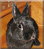 Harley the Netherland Dwarf mix