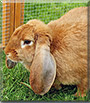 Pauline the English Lop Rabbit