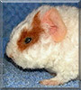 Ted the Teddy Bear Guinea Pig