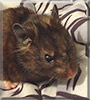 Jake the Black Bear Hamster