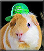 Ziggy the Guinea Pig