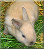 Smokey the Dwarf rabbit mix