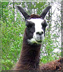 Korky the Llama