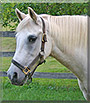 Gracie the Welsh Arabian