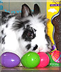 Tim the Rabbit