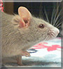Solitaire the Mouse