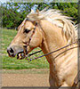 Honey the Quarter Horse