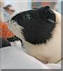 Butterscotch the Guinea Pig