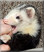 Ilia the Ferret