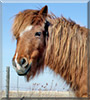 Penny the Welsh Pony, Arabian cross