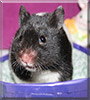 Trixie the Gold Hamster