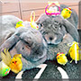 Elina, Resu the French lop, Minilop Rabbit