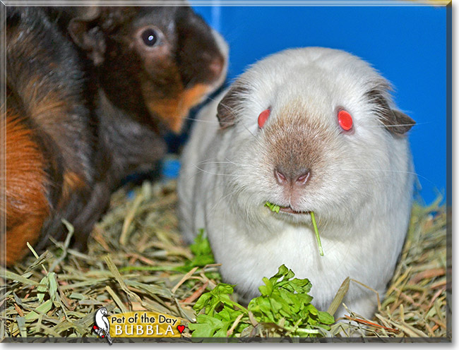Bubbla, the Pet of the Day