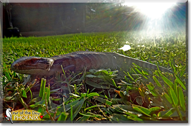 Phoenix, the Pet of the Day Phoenix, the Pet of the Day