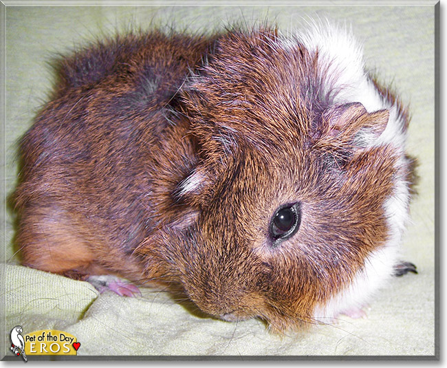 Eros, the Pet of the Day Eros, the Pet of the Day