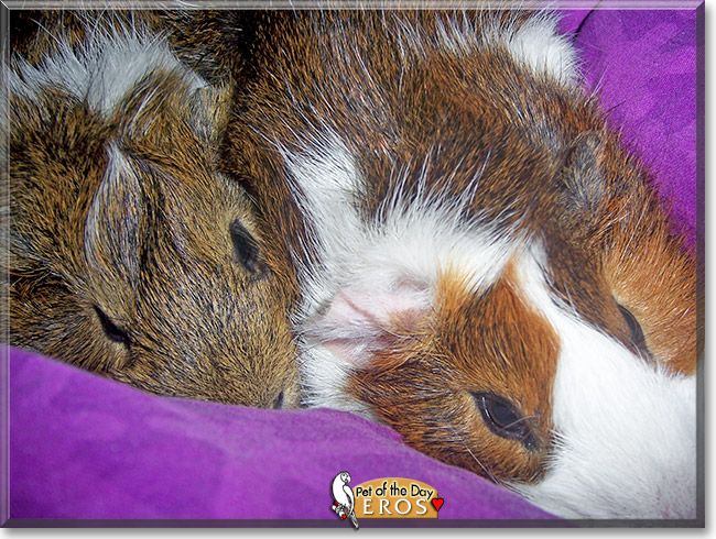 Eros, the Pet of the Day Eros, the Pet of the Day