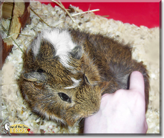 Eros, the Pet of the Day Eros, the Pet of the Day