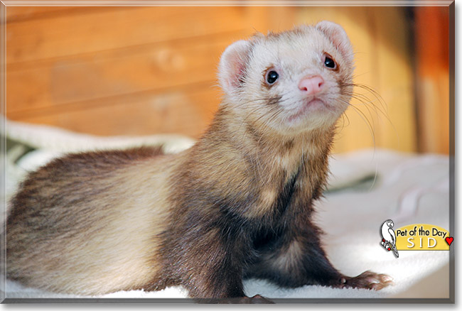 Sid, the Pet of the Day