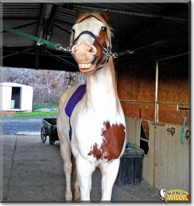 Willy, the Pet of the Day