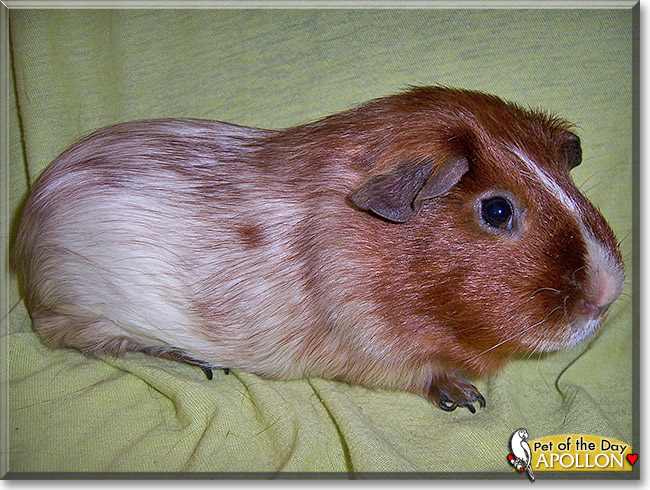 Apollon, the Pet of the Day Apollon, the Pet of the Day