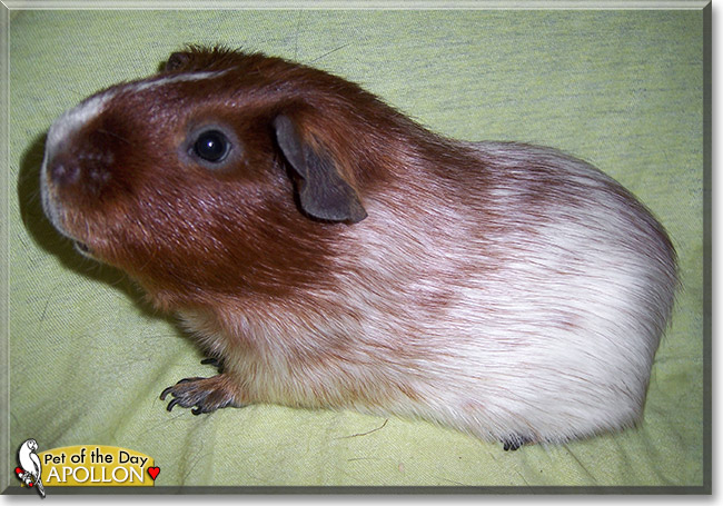 Apollon, the Pet of the Day Apollon, the Pet of the Day