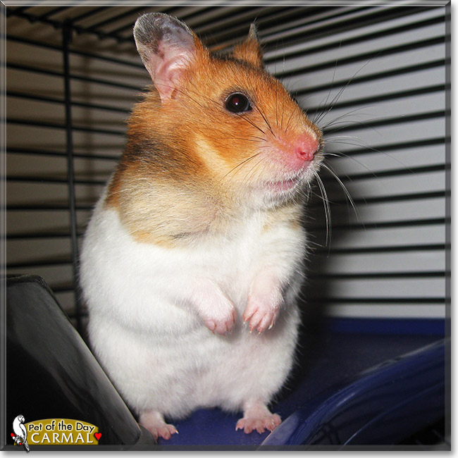 Carmal, the Pet of the Day Carmal, the Pet of the Day