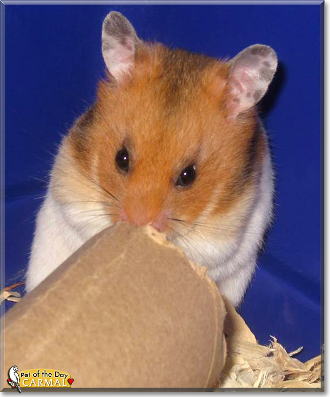 Carmal, the Pet of the Day Carmal, the Pet of the Day
