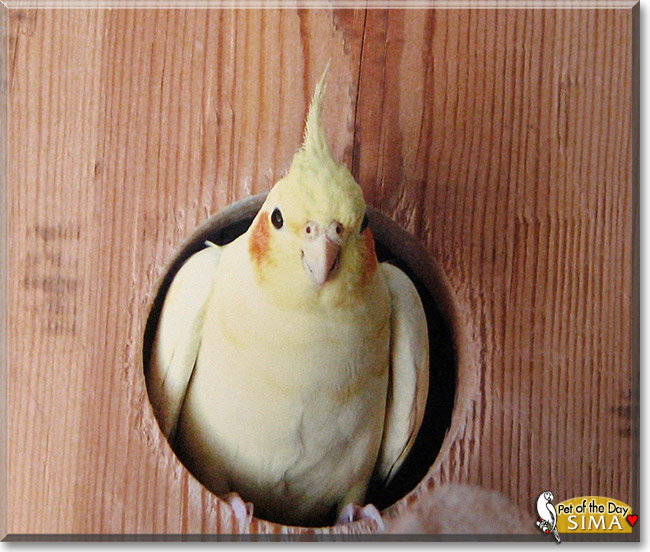 Sima, the Pet of the Day Sima, the Pet of the Day