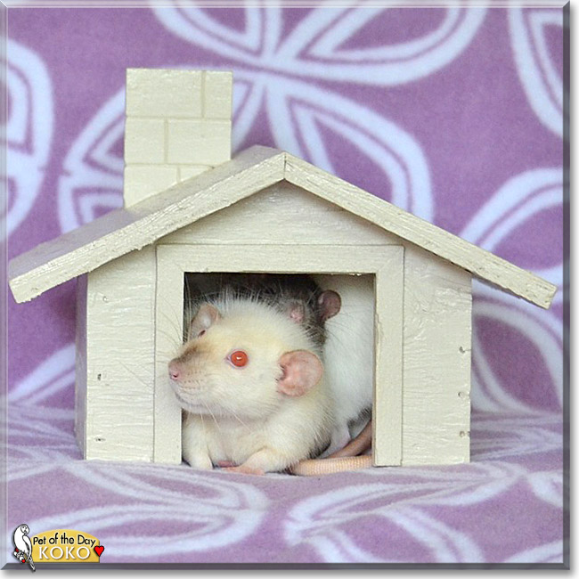 Koko, the Pet of the Day Koko, the Pet of the Day