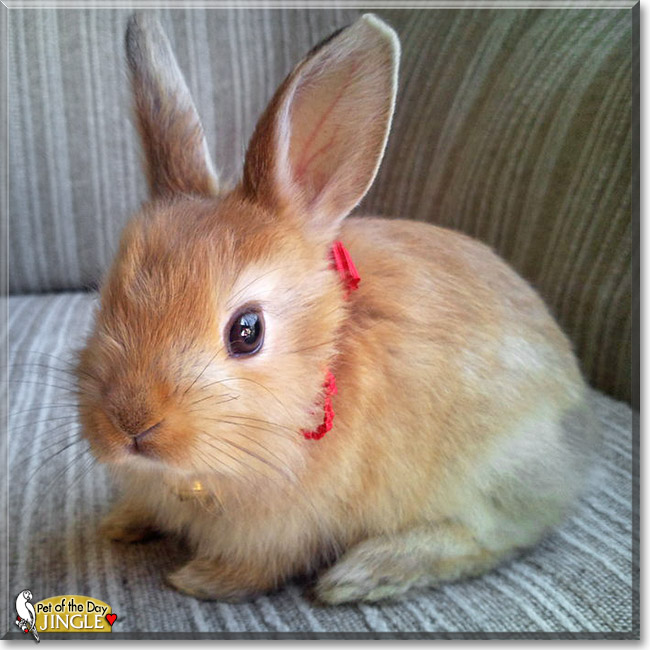 Jingle, the Pet of the Day Jingle, the Pet of the Day