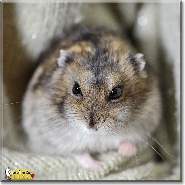 Liza, the Pet of the Day Liza, the Pet of the Day