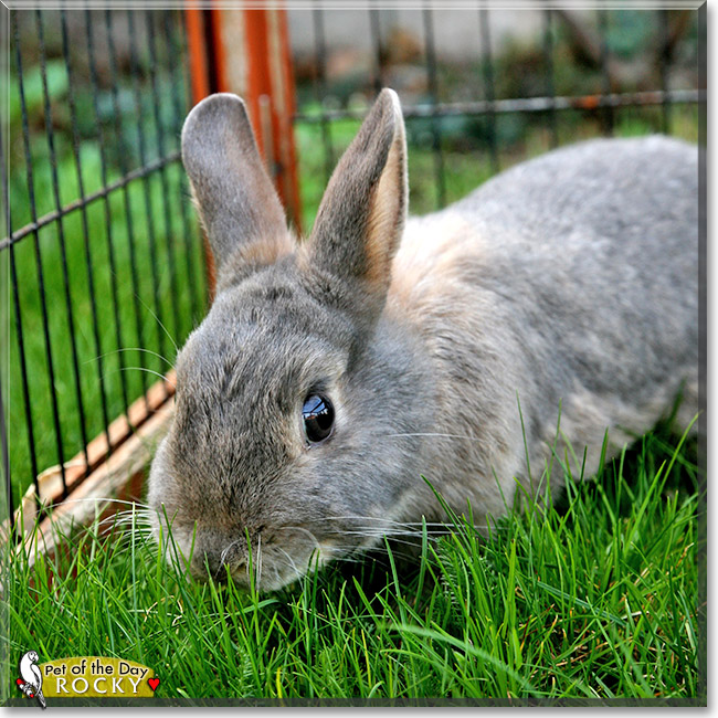 Rocky Nokia, the Pet of the Day