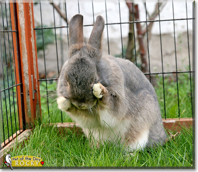 Rocky Nokia, the Pet of the Day Rocky Nokia, the Pet of the Day