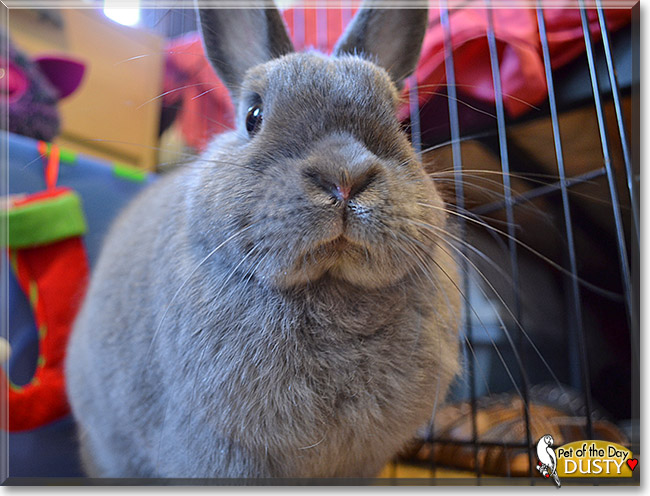 Dustbunny, the Pet of the Day Dustbunny, the Pet of the Day