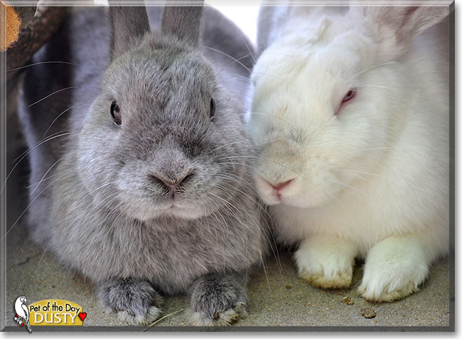 Dustbunny, the Pet of the Day Dustbunny, the Pet of the Day