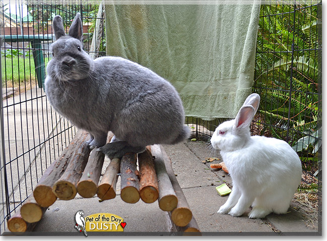 Dustbunny, the Pet of the Day Dustbunny, the Pet of the Day