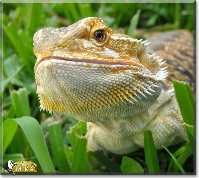 Mika, the Pet of the Day