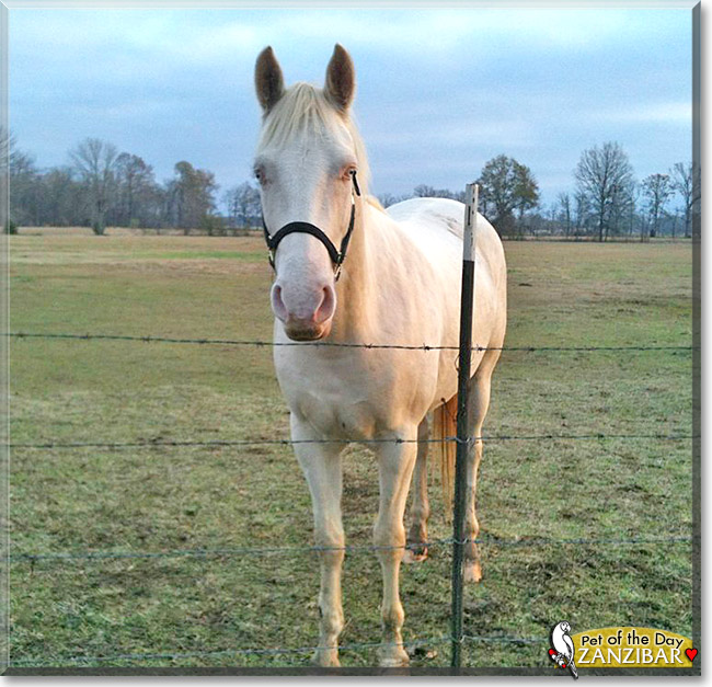 Zanzibar, the Pet of the Day Zanzibar, the Pet of the Day
