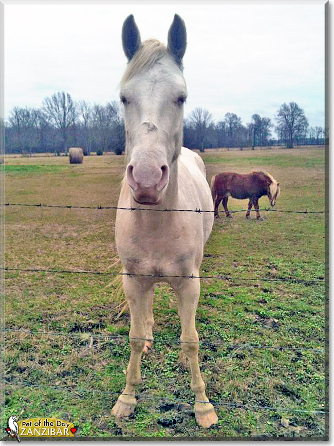Zanzibar, the Pet of the Day Zanzibar, the Pet of the Day